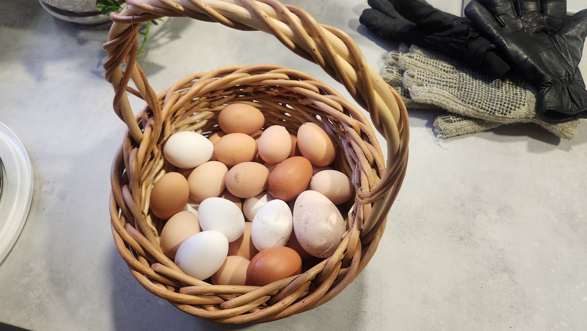 We started selling eggs