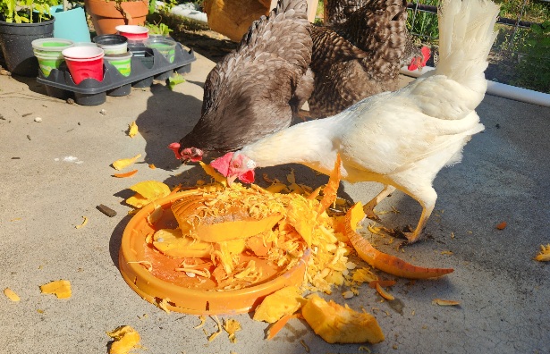 Feeding Chickens Pumpkin Guts