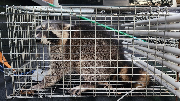 Raccoon Removed from Chicken Flock